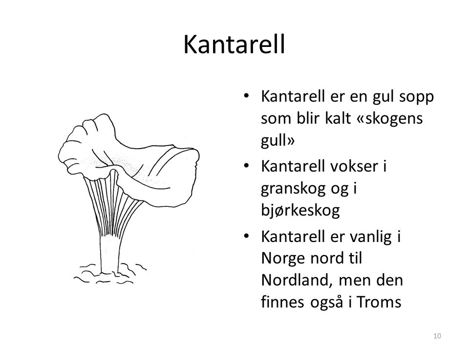 Kantarell Kantarell er en gul sopp som blir kalt «skogens gull»