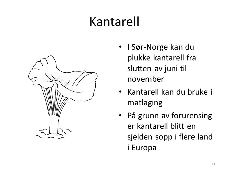 Kantarell I Sør-Norge kan du plukke kantarell fra slutten av juni til november. Kantarell kan du bruke i matlaging.
