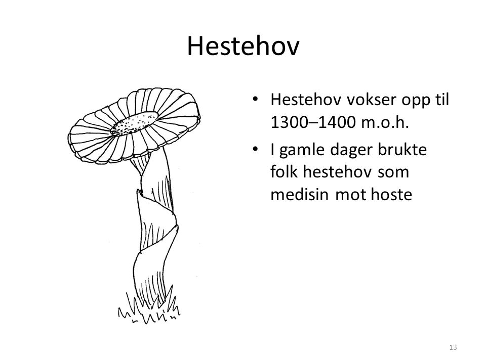 Hestehov Hestehov vokser opp til 1300–1400 m.o.h.