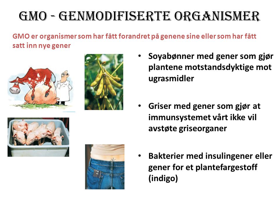 GMO - genmodifiserte organismer
