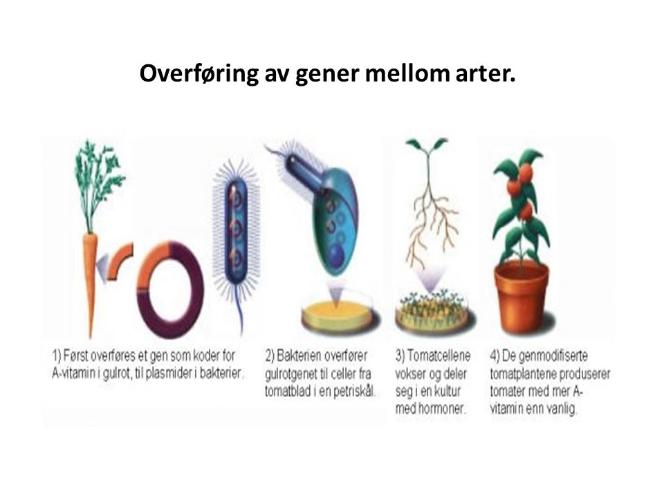 Overføring av gener mellom arter.