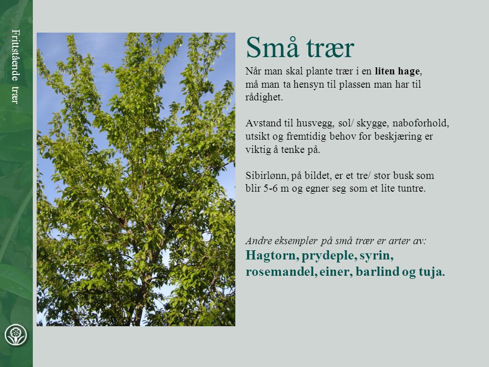 Små trær Hagtorn, prydeple, syrin, rosemandel, einer, barlind og tuja.
