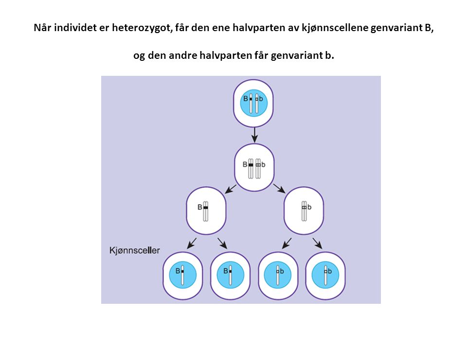 Når individet er heterozygot, får den ene halvparten av kjønnscellene genvariant B, og den andre halvparten får genvariant b.