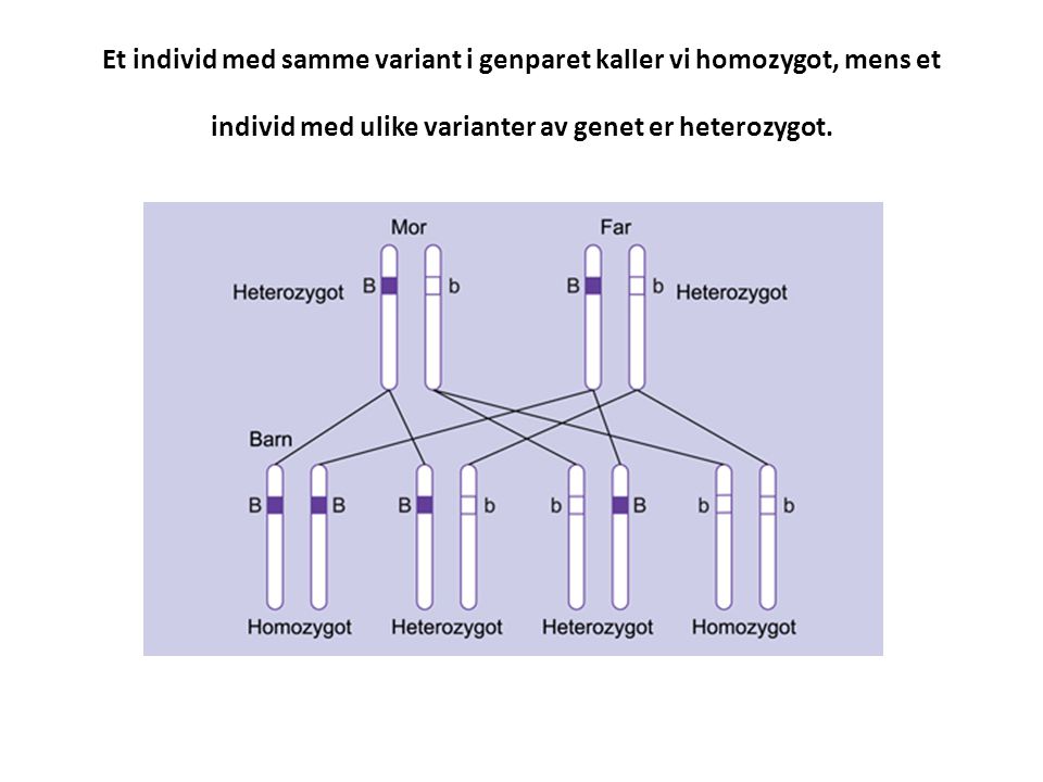 Et individ med samme variant i genparet kaller vi homozygot, mens et individ med ulike varianter av genet er heterozygot.
