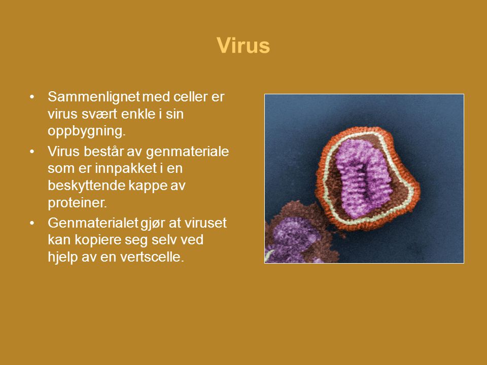 Virus Sammenlignet med celler er virus svært enkle i sin oppbygning.