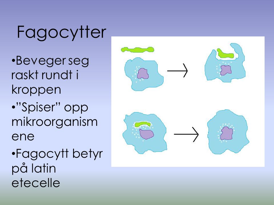 Fagocytter Beveger seg raskt rundt i kroppen