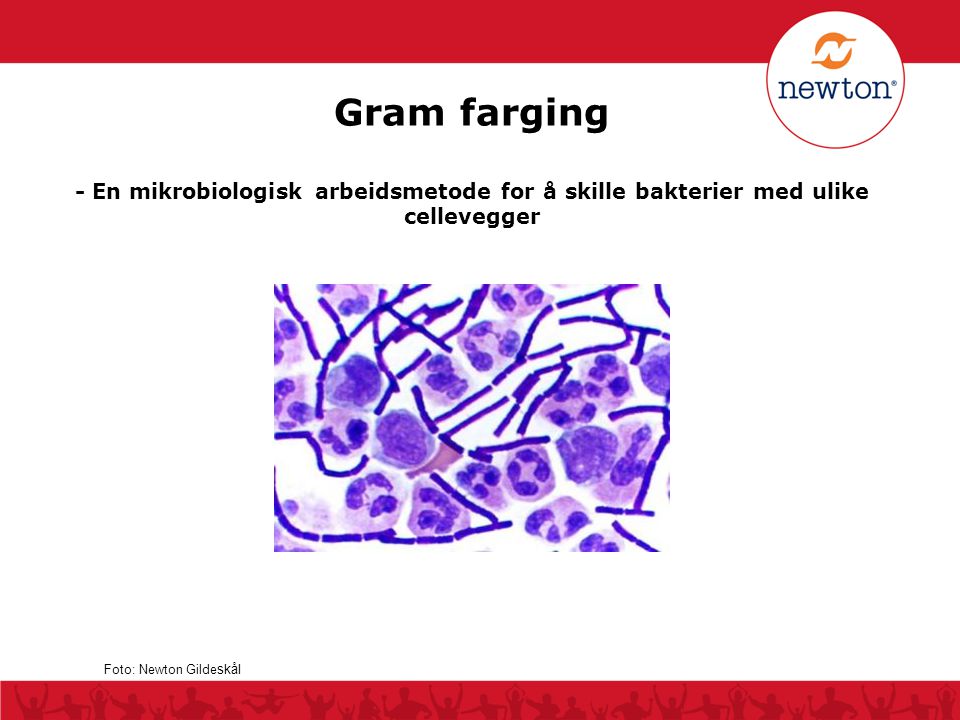 Gram farging - En mikrobiologisk arbeidsmetode for å skille bakterier med ulike cellevegger.