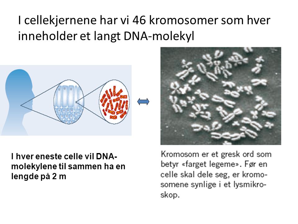 I cellekjernene har vi 46 kromosomer som hver inneholder et langt DNA-molekyl