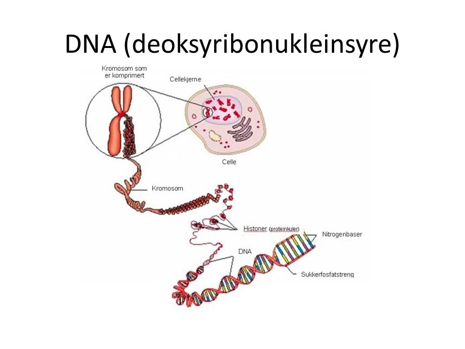 DNA (deoksyribonukleinsyre)