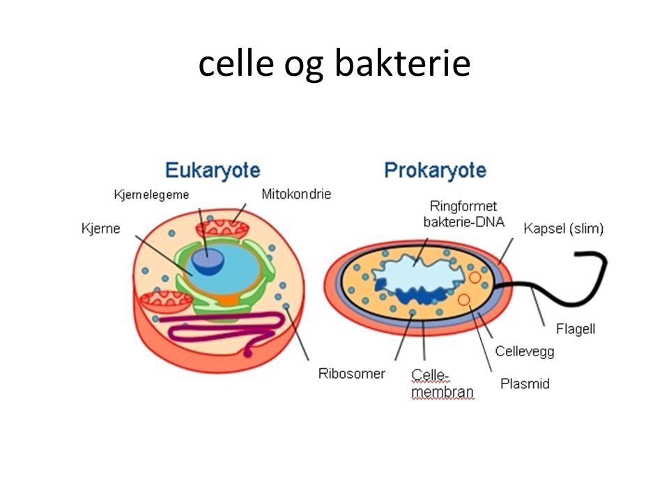 celle og bakterie