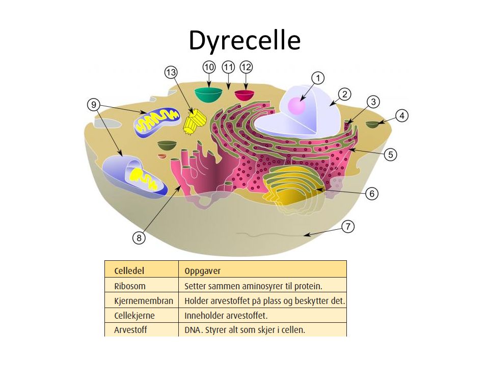 Dyrecelle English: Diagram of a typical animal cell. Organelles are labelled as follows: 1.Kjernelegeme = Nucleolus.