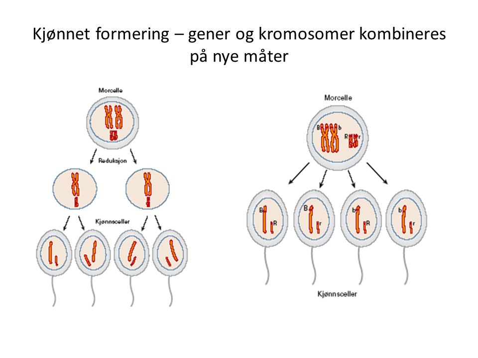 Kjønnet formering – gener og kromosomer kombineres på nye måter