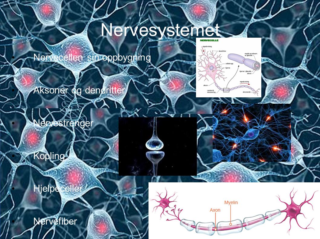 Nervesystemet Nervecellen sin oppbygning Aksoner og dendritter