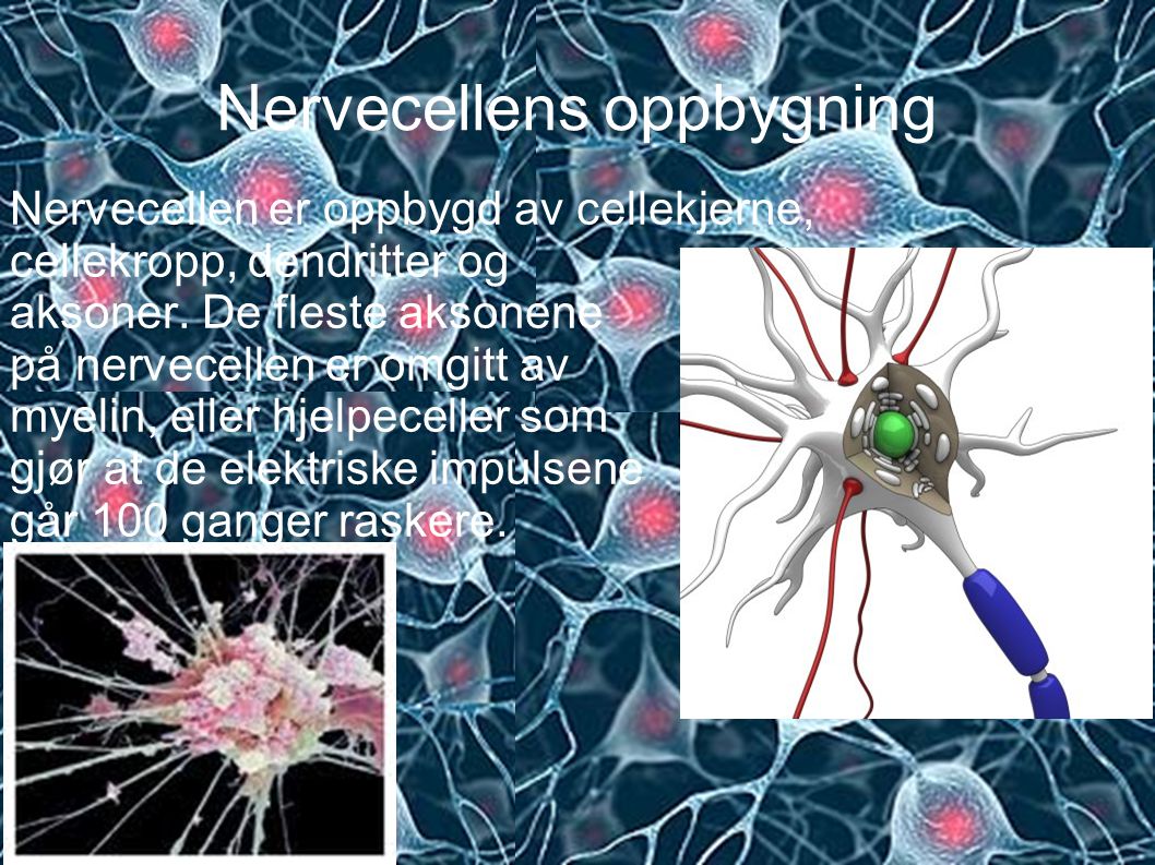 Nervecellens oppbygning