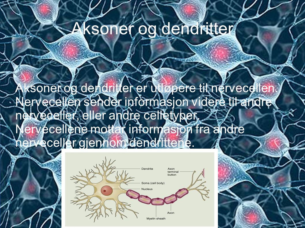 Aksoner og dendritter Aksoner og dendritter er utløpere til nervecellen. Nervecellen sender informasjon videre til andre.