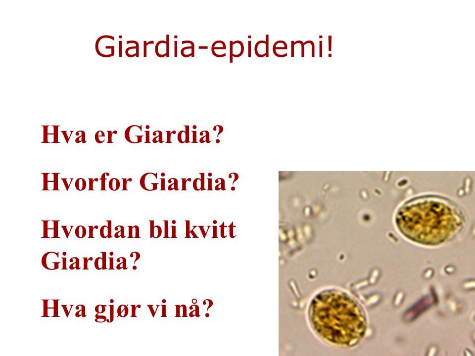 Giardia-epidemi! Hva er Giardia Hvorfor Giardia