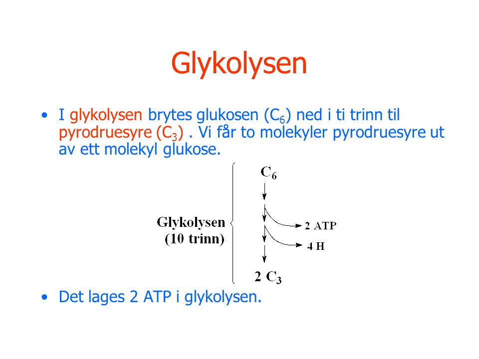 Glykolysen I glykolysen brytes glukosen (C6) ned i ti trinn til pyrodruesyre (C3) . Vi får to molekyler pyrodruesyre ut av ett molekyl glukose.