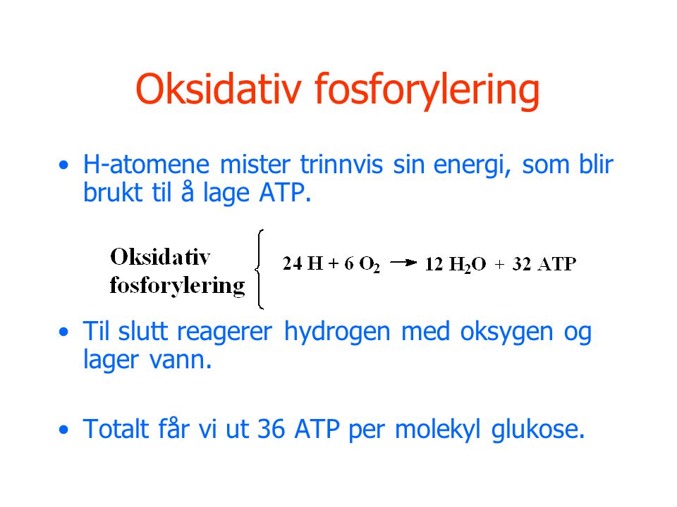 Oksidativ fosforylering