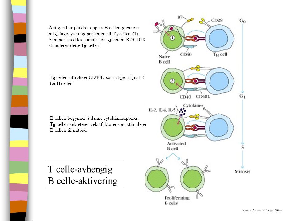 T celle-avhengig B celle-aktivering