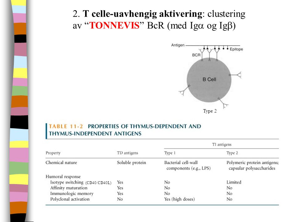 2. T celle-uavhengig aktivering: clustering