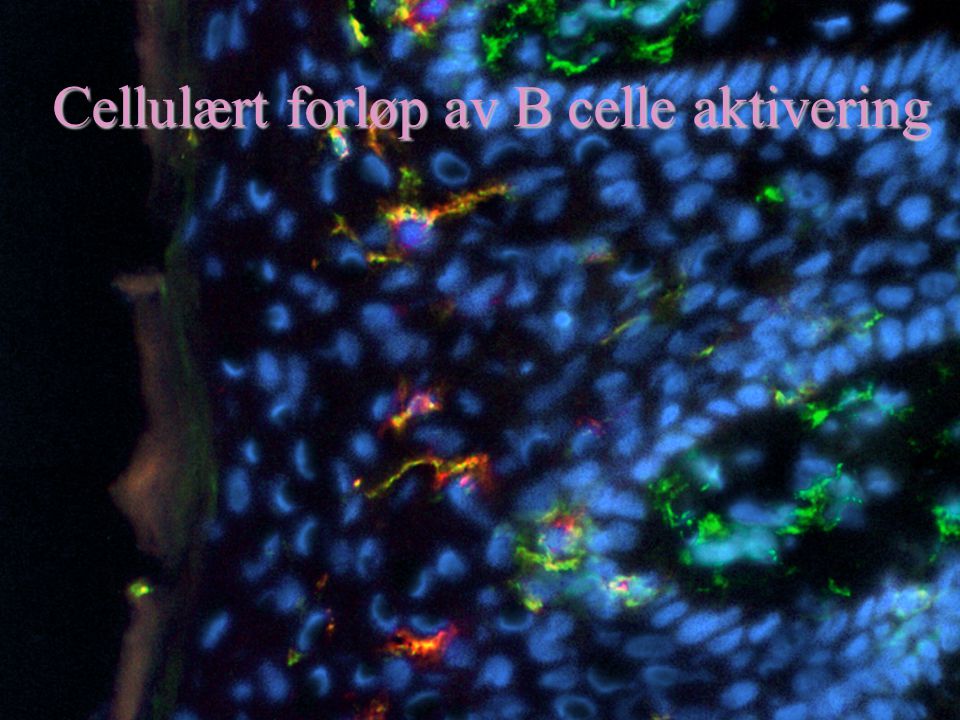 Cellulært forløp av B celle aktivering
