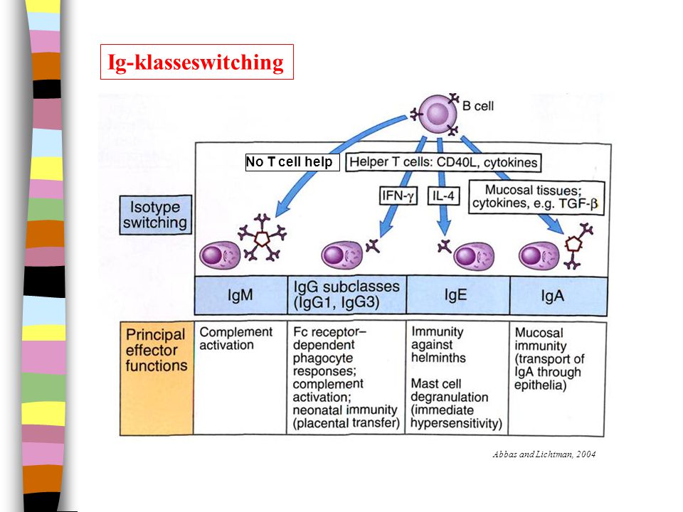 Ig-klasseswitching No T cell help Abbas and Lichtman, 2004