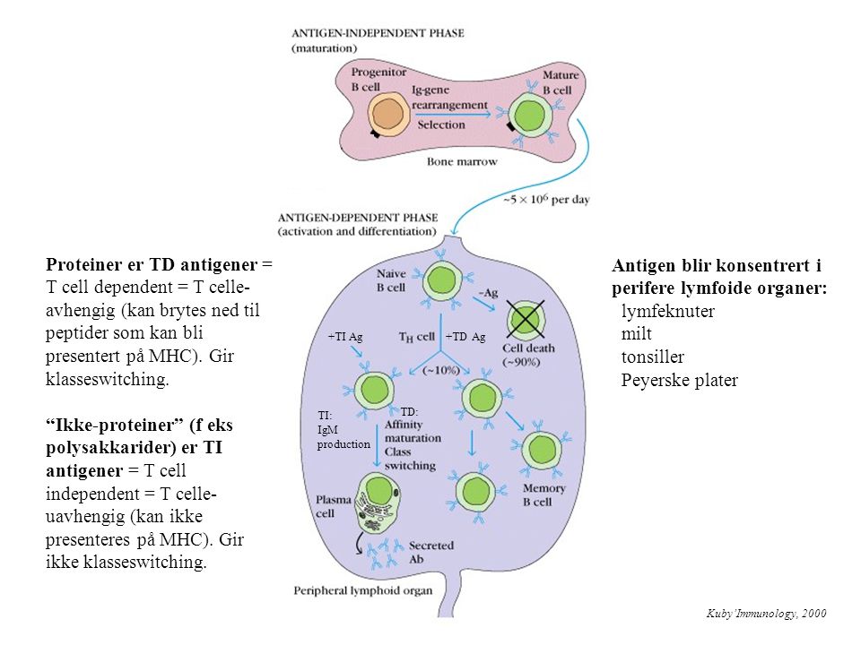 Antigen blir konsentrert i perifere lymfoide organer: lymfeknuter milt
