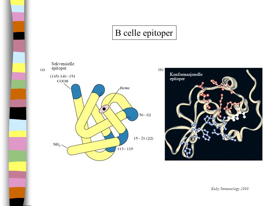 B celle epitoper Sekvensielle epitoper Konformasjonelle epitoper (b)