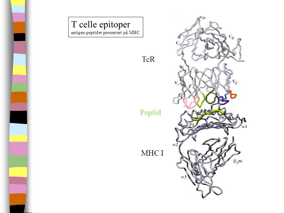 T celle epitoper antigen-peptider presentert på MHC TcR Peptid MHC I
