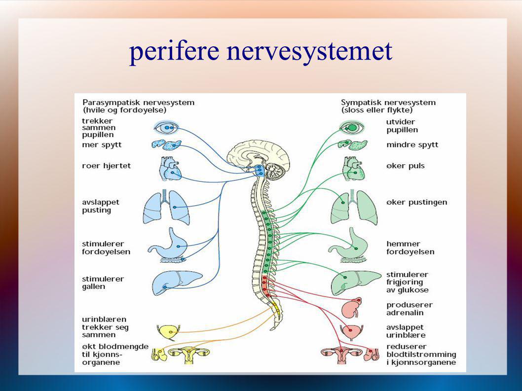 perifere nervesystemet