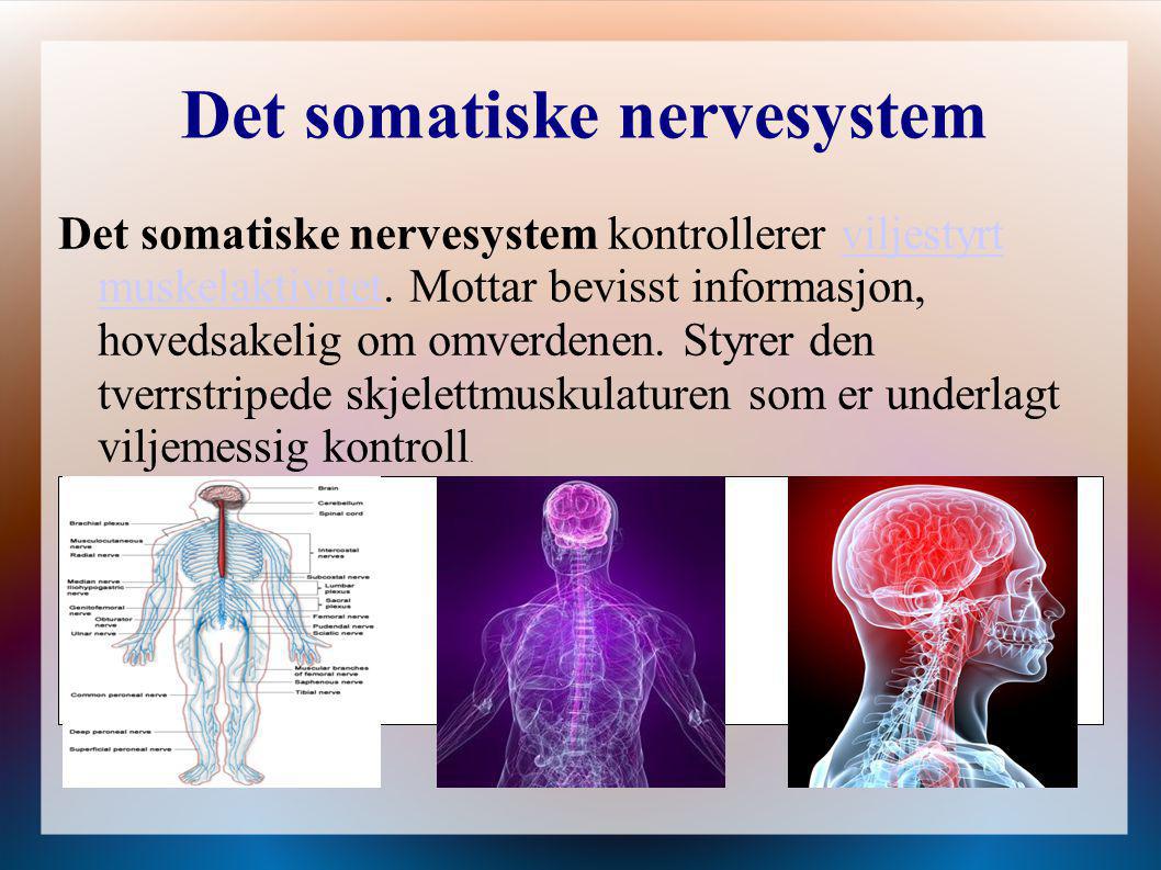 Det somatiske nervesystem