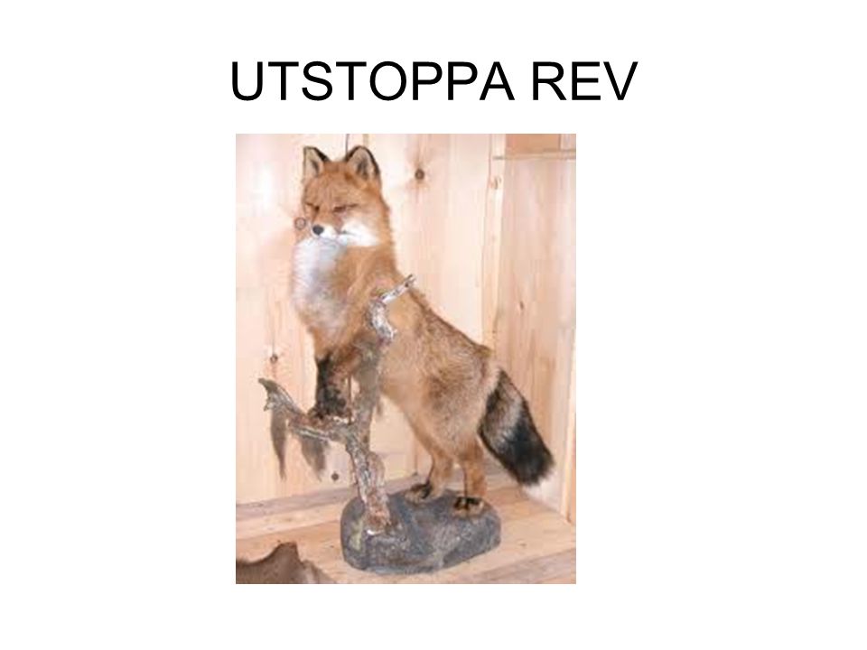 UTSTOPPA REV