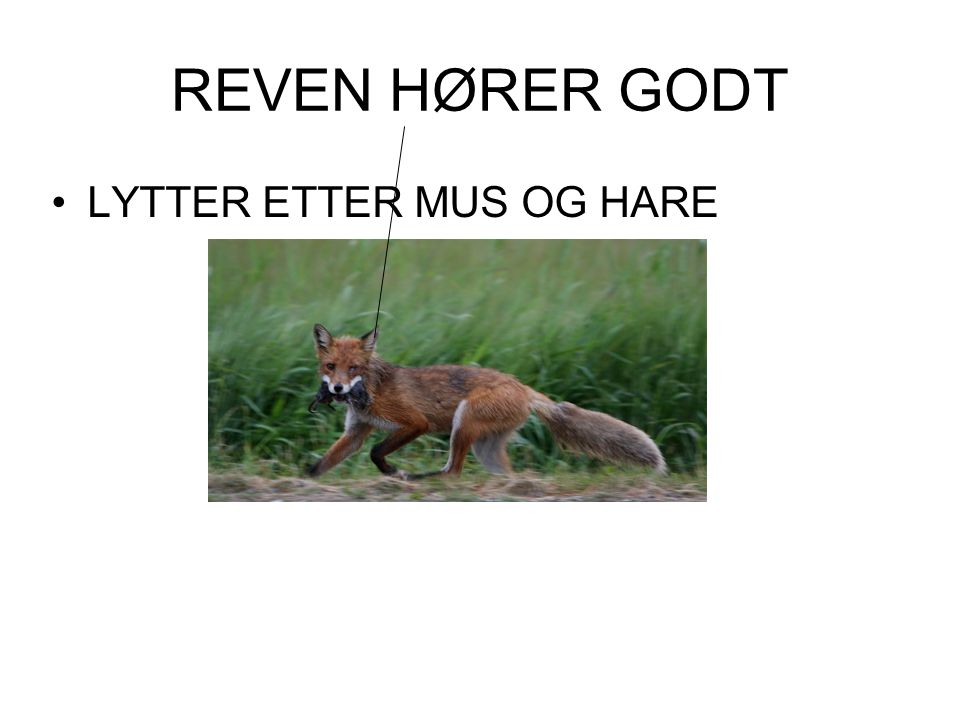 REVEN HØRER GODT LYTTER ETTER MUS OG HARE
