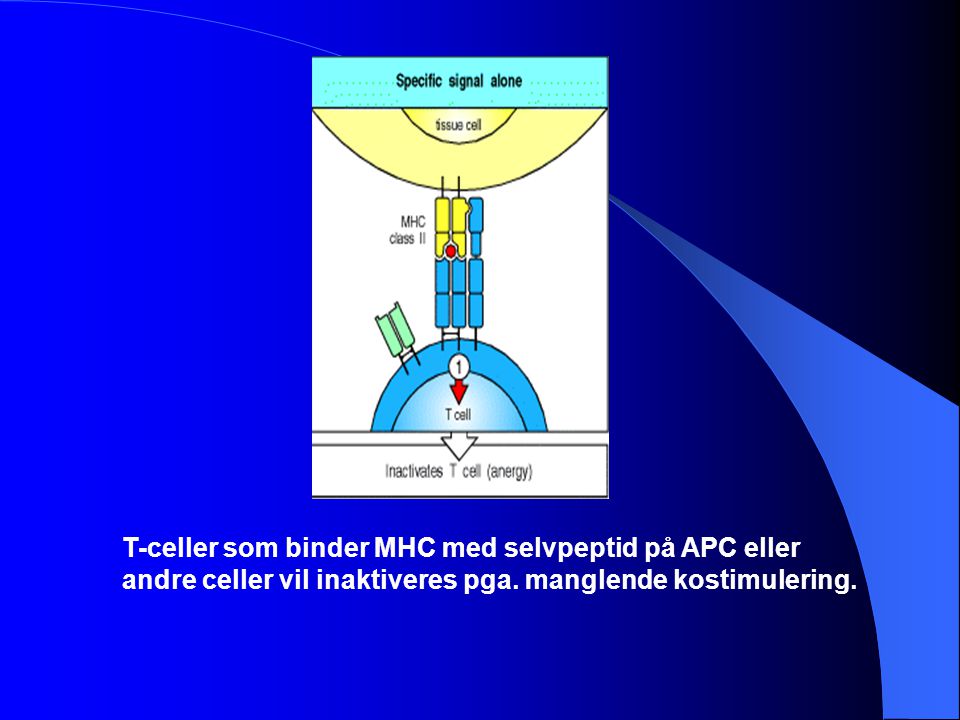 T-celler som binder MHC med selvpeptid på APC eller andre celler vil inaktiveres pga.