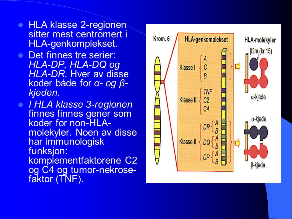 HLA klasse 2-regionen sitter mest centromert i HLA-genkomplekset.