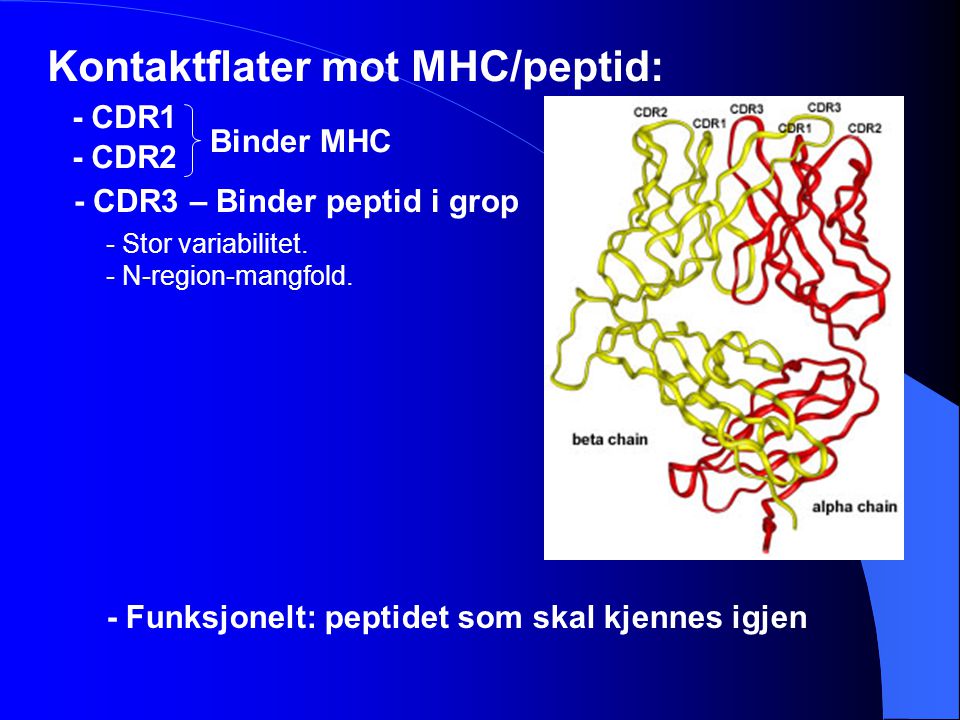 Kontaktflater mot MHC/peptid: