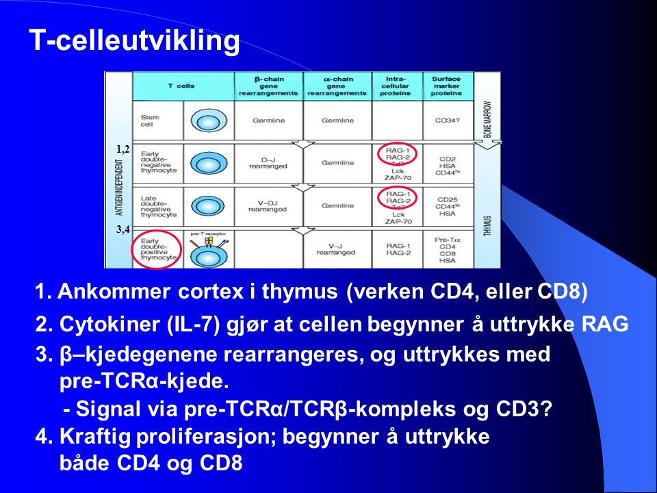 T-celleutvikling 1. Ankommer cortex i thymus (verken CD4, eller CD8)
