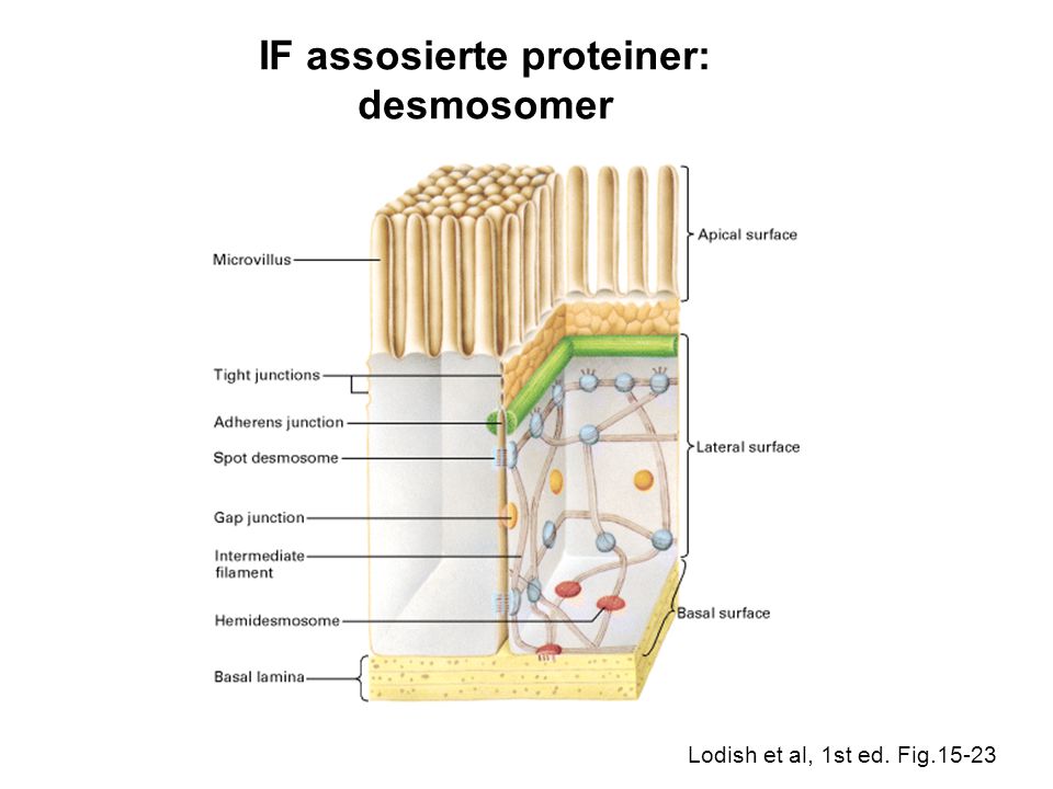 IF assosierte proteiner: desmosomer