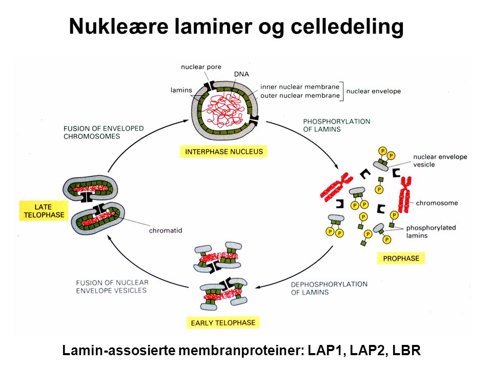 Nukleære laminer og celledeling