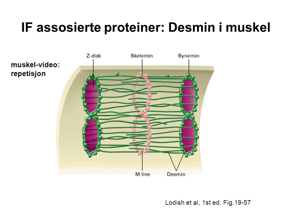 IF assosierte proteiner: Desmin i muskel