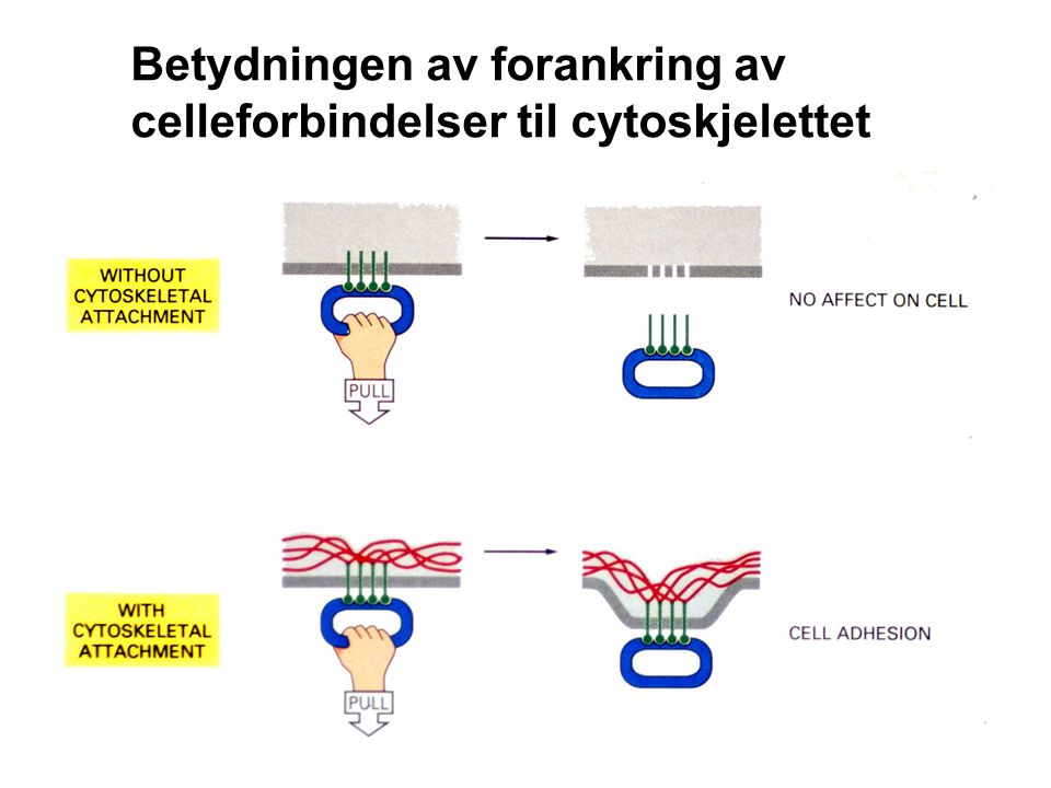Betydningen av forankring av celleforbindelser til cytoskjelettet