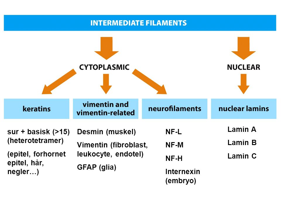 Lamin A Lamin B. Lamin C. sur + basisk (>15) (heterotetramer) (epitel, forhornet epitel, hår, negler…)