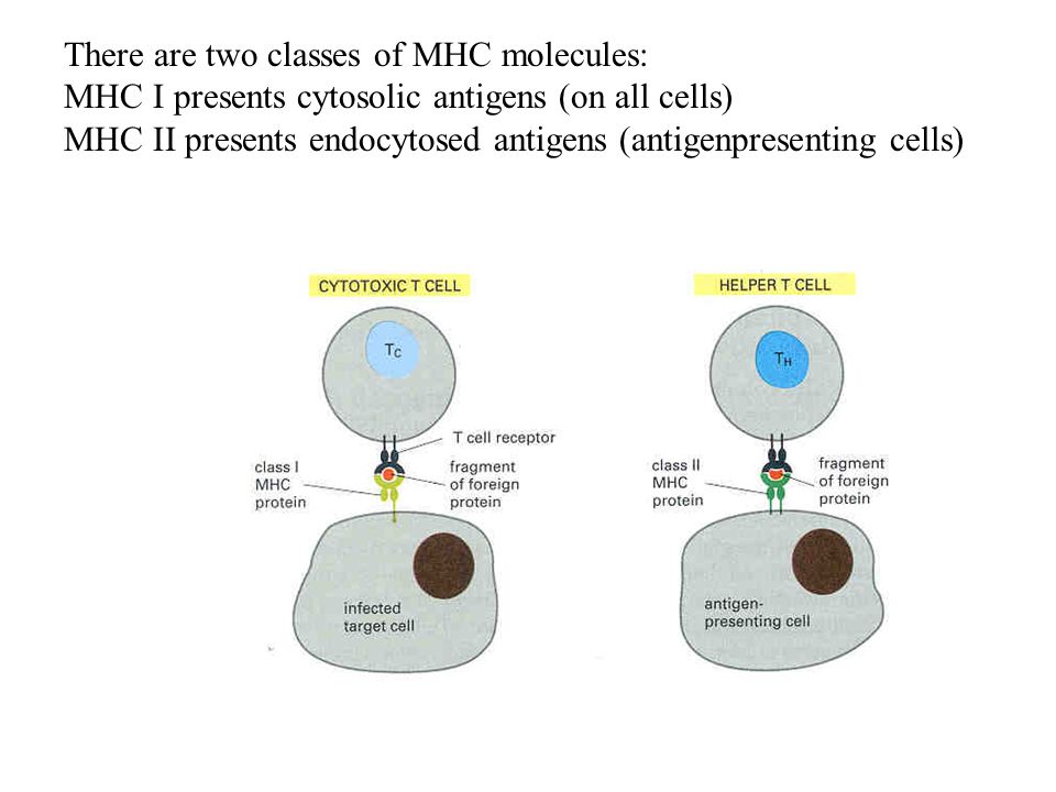 There are two classes of MHC molecules:
