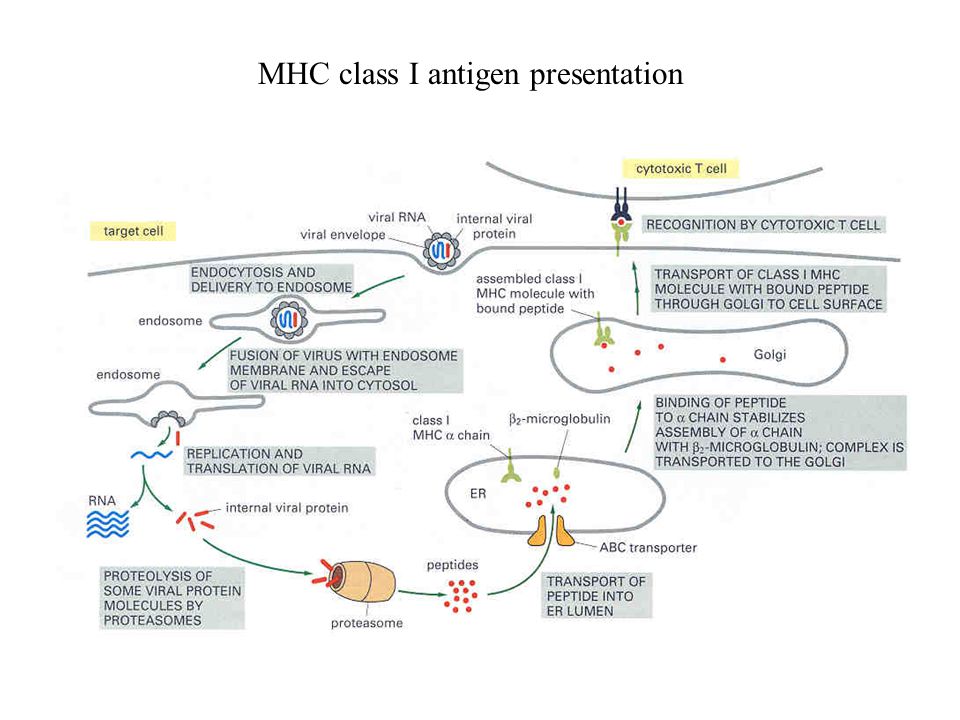 MHC class I antigen presentation