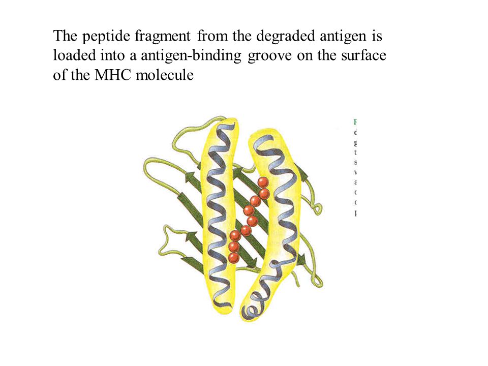 The peptide fragment from the degraded antigen is