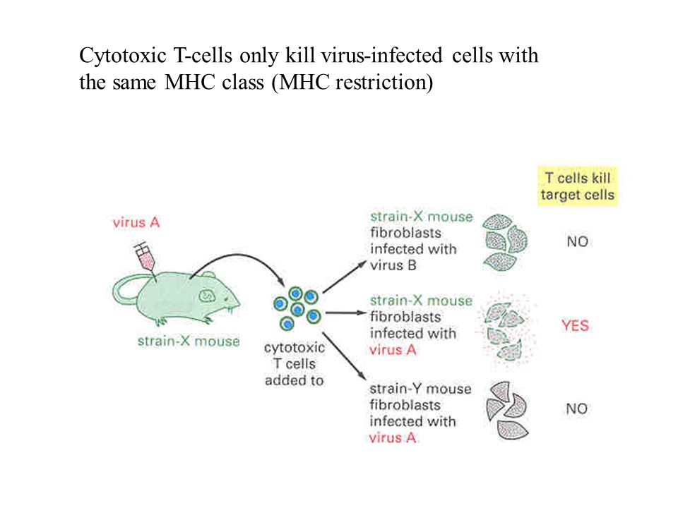 Cytotoxic T-cells only kill virus-infected cells with