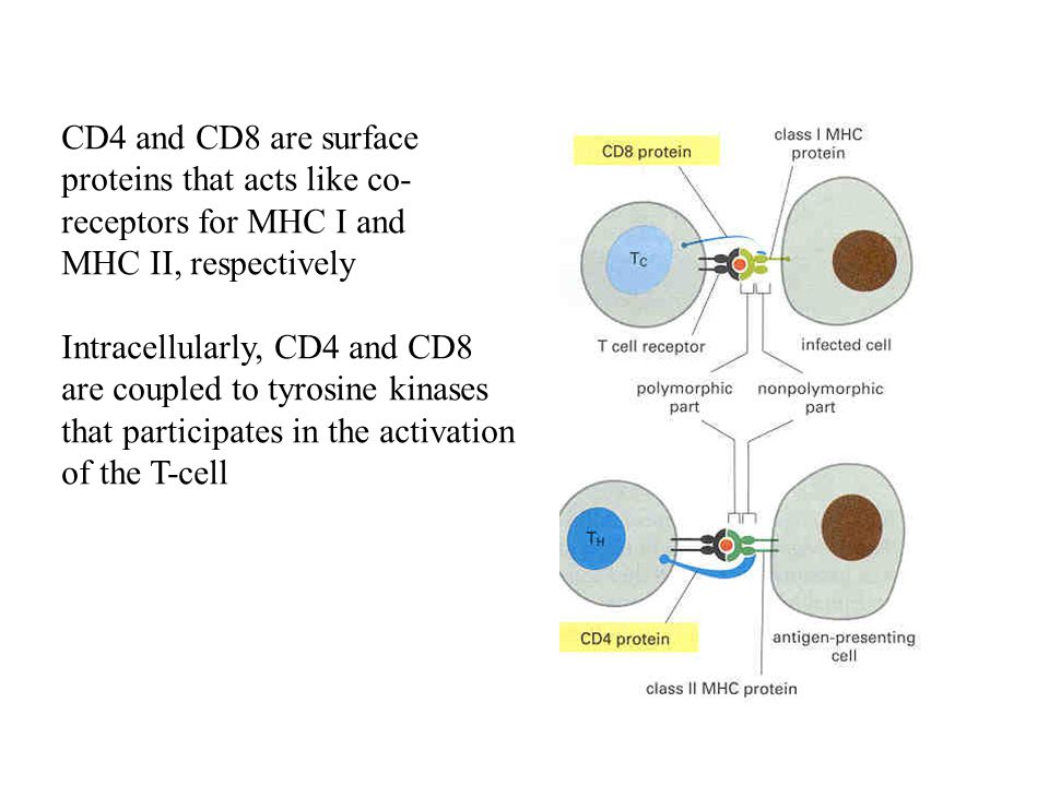 CD4 and CD8 are surface proteins that acts like co- receptors for MHC I and. MHC II, respectively.