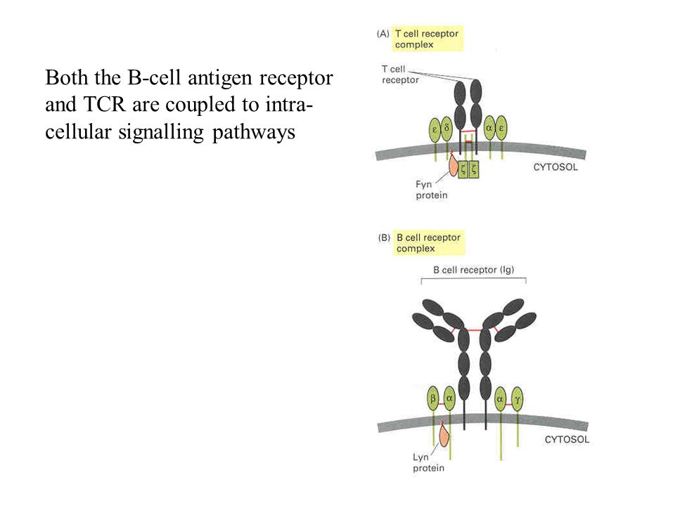 Both the B-cell antigen receptor