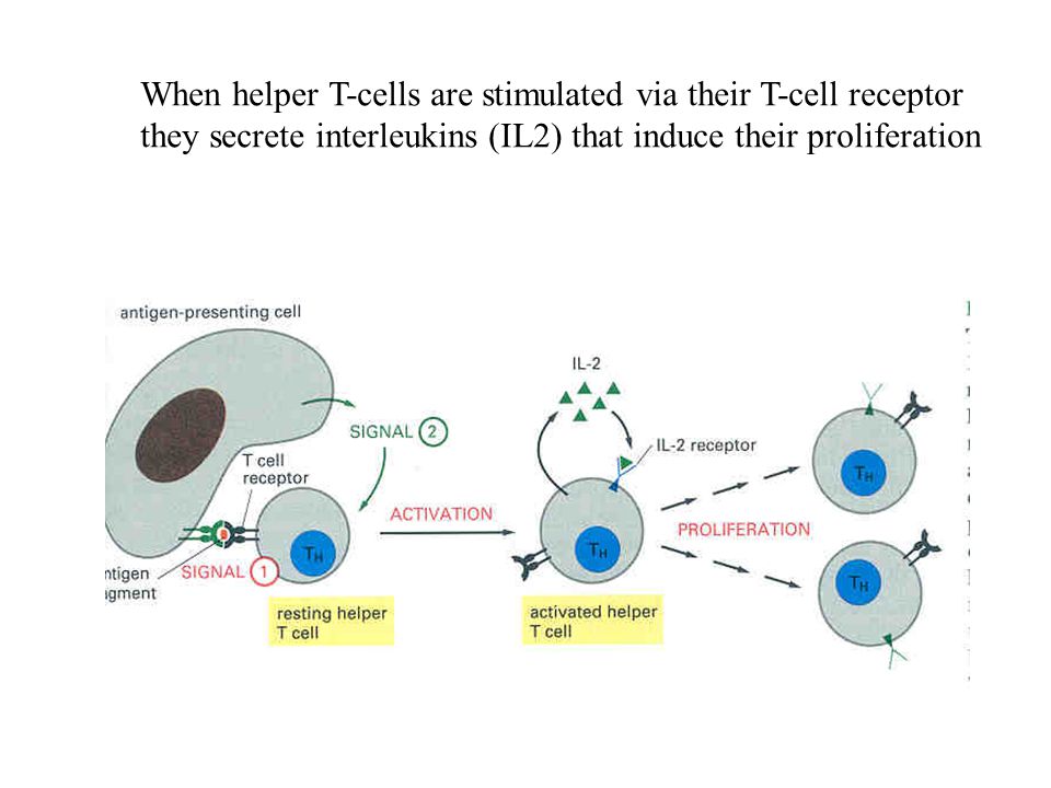 When helper T-cells are stimulated via their T-cell receptor