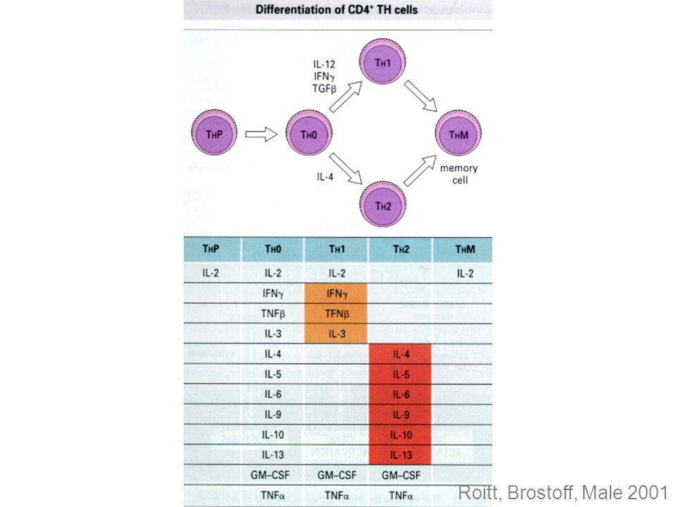 Diagrammet illustrerer differensieringen av murine Th celler til undergrupper med bestemte mønster for cytokin-frigjøring.